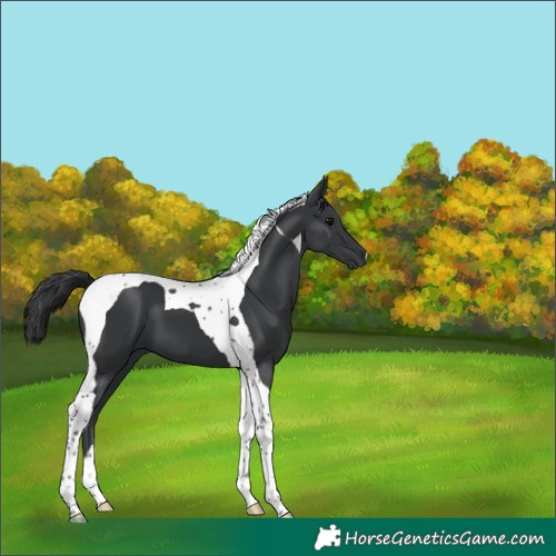 Horse Color:Black Tobiano 