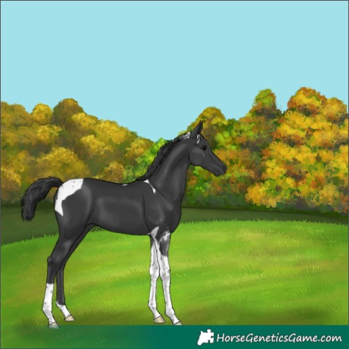Horse Color:Black Tobiano 