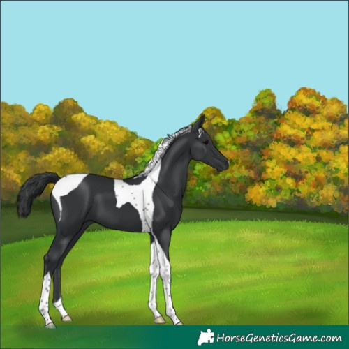 Horse Color:Black Tobiano 