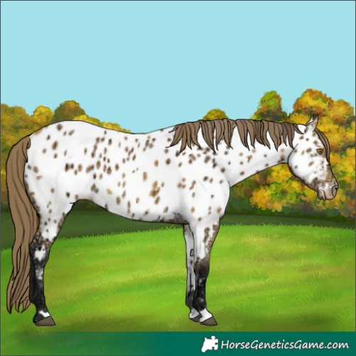 Horse Color:Buckskin Ice Near Leopard 
