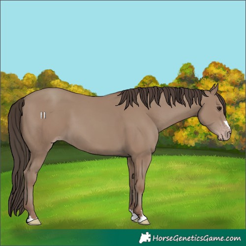 Horse Color:Classic Champagne 