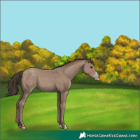 Horse Color:Classic Champagne 