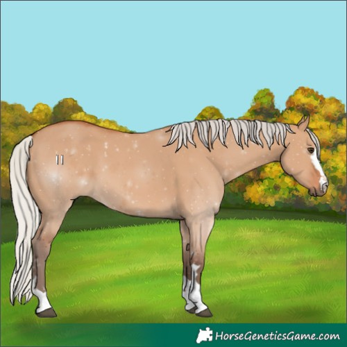 Horse Color:Silver Bay Dun 