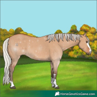 Horse Color:Silver Bay Dun 