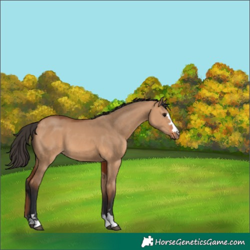 Horse Color:Bay Dun 
