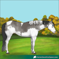 Horse Color:Grullo Splash Tobiano Rabicano 