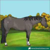 Horse Color:Grullo Tobiano