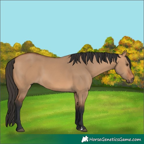 Horse Color:Bay Dun 