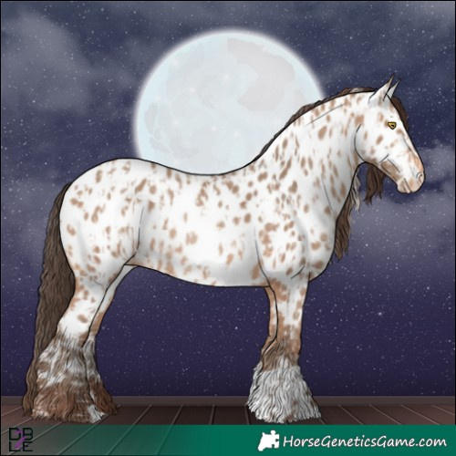 Horse Color:Amber Champagne Near Leopard  and Amber Champagne Near Leopard Rabicano 