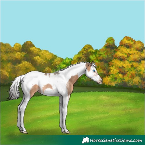 Horse Color:Brown Dun Splash Tobiano Frame Rabicano