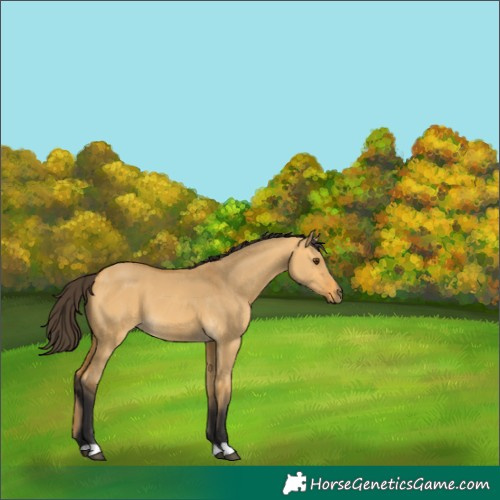 Horse Color:Buckskin Dun 