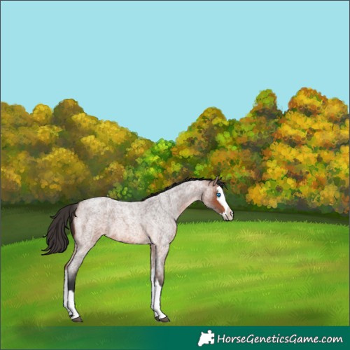 Horse Color:Bay Roan Splash 