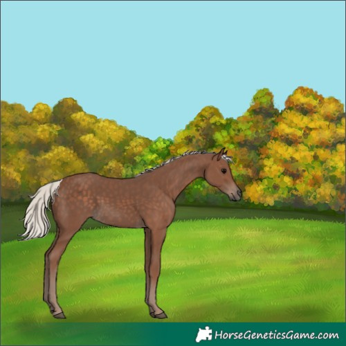Horse Color:Silver Black 