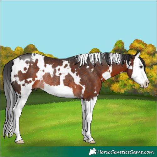Horse Color:White Spotted Brown Splash Rabicano