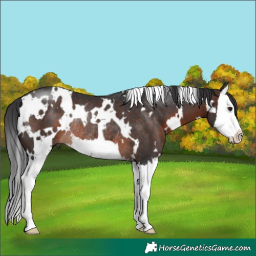 Horse Color:White Spotted Brown Splash Rabicano 
