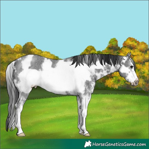 Horse Color:White Spotted Black Sabino Frame Rabicano