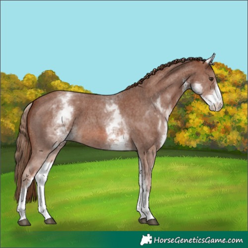 Horse Color:White Spotted Chestnut Sabino 