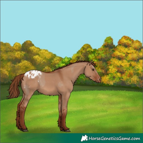 Horse Color:Red Dun Appaloosa  and Red Dun Appaloosa 