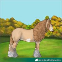 Horse Color:Red Dun Splash Frame 