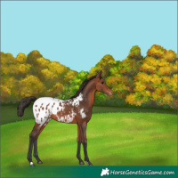 Horse Color:Bay Appaloosa