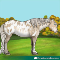 Horse Color:Gray White Spotted Silver Buckskin Pearl Dun Blanket Rabicano