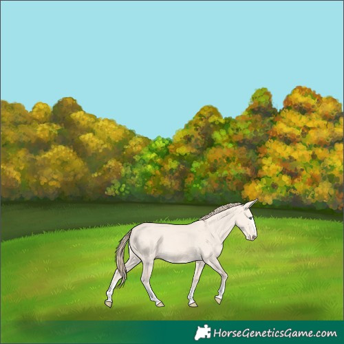 Horse Color:Perlino Dun 