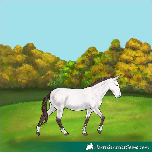 Horse Color:Platinum Chocolate Buckskin 