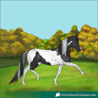 Horse Color:Black Tobiano 