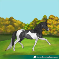 Horse Color:Black Tobiano Rabicano 