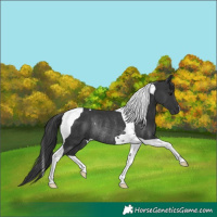 Horse Color:Black Tobiano Rabicano