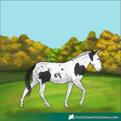 Horse Color:Black Splash Tobiano 