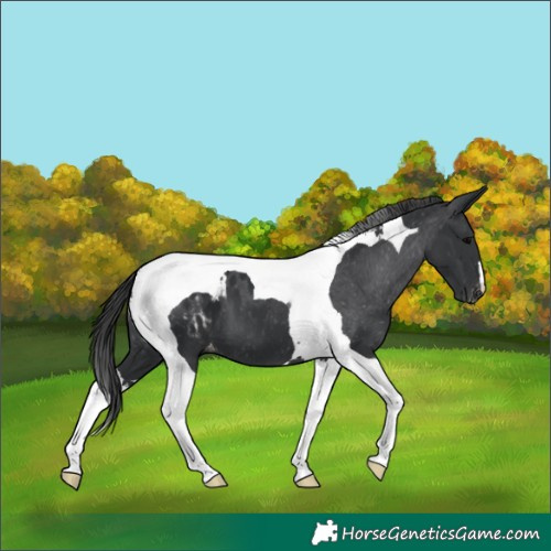Horse Color:Black Tobiano Blanket 