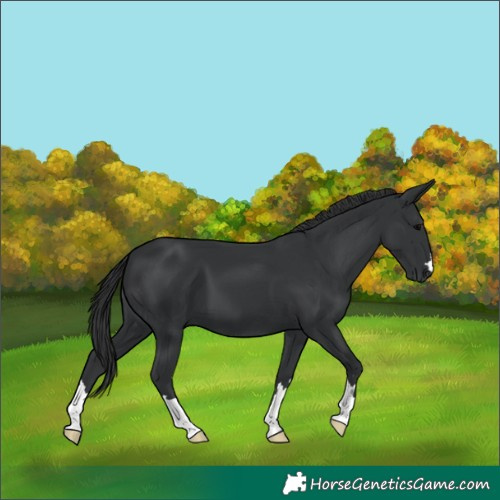 Horse Color:Black 