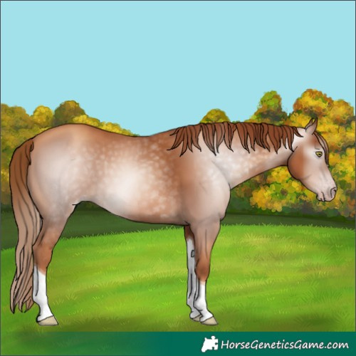 Horse Color:Gray Gold Champagne Tobiano