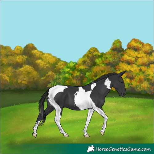 Horse Color:Black Tobiano 