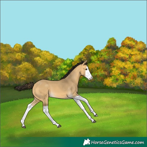 Horse Color:Buckskin Dun Splash 
