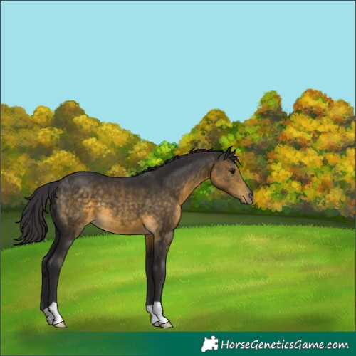 Horse Color:Buckskin 