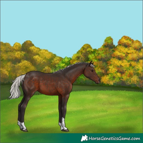 Horse Color:Silver Brown Tobiano 