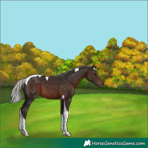 Horse Color:Silver Brown Tobiano 