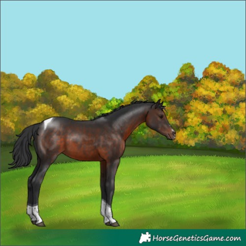 Horse Color:Brown Tobiano 