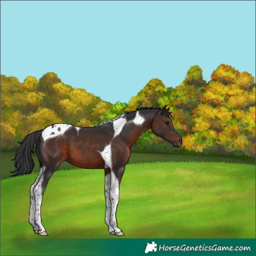 Horse Color:Brown Tobiano 
