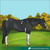 Horse Color:Black Tobiano Rabicano