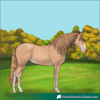 Horse Color:Gold Champagne Splash 
