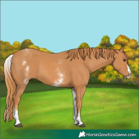 Horse Color:White Spotted Chestnut Splash