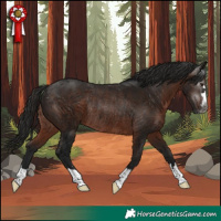 Horse Color:Gray Bay Rabicano