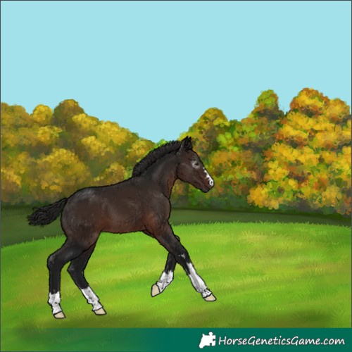 Horse Color:Gray Bay 