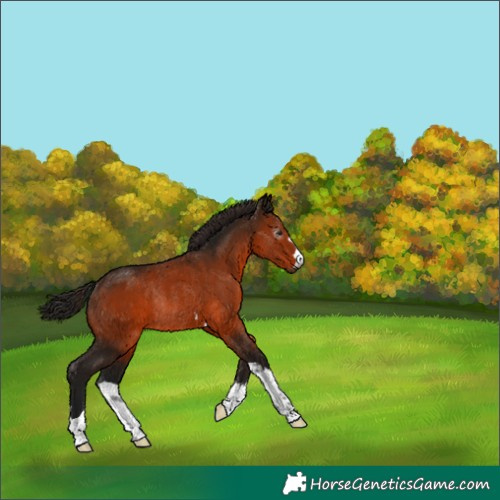 Horse Color:Gray Bay Rabicano 