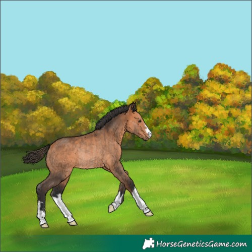 Horse Color:Bay Rabicano 