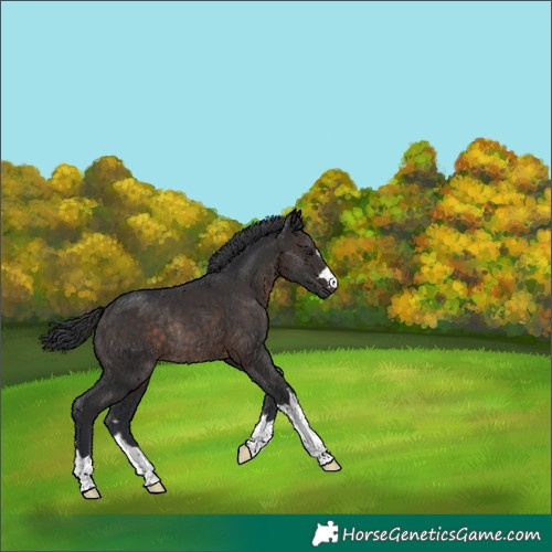 Horse Color:Brown Rabicano 