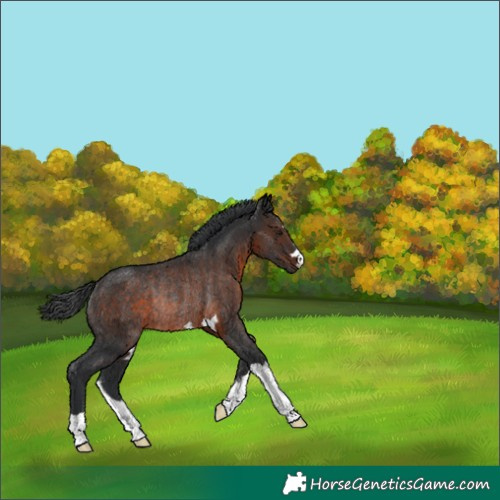 Horse Color:Brown Rabicano 